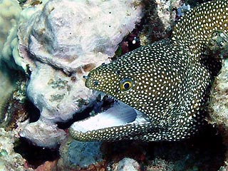 Crusoes' Guineafowl Moray