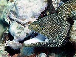 Crusoes' Guineafowl Moray