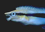 Fan Blenny, mimicks Cleaner Wrasse