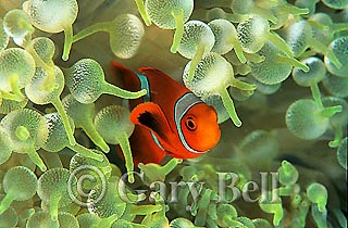 Clownfish