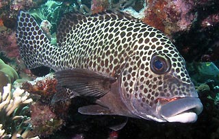 Many-spotted Sweetlips (<em>Plectorhinchus chaetodonoides</em>)