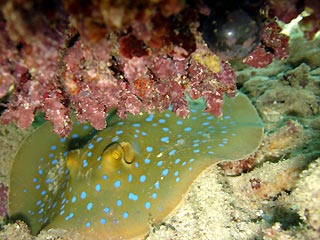 Blue-spotted Lagoon Ray (<em>Taeniura lymna</em>)