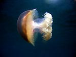 Jellyfish at Rottnest