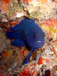 Western Blue Devil (<em>Paralesiops meleagris</em>)