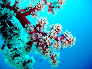 Soft Coral Tree