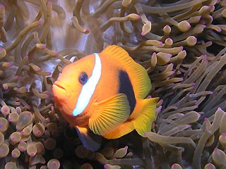 Red & Black Anemonefish