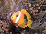 Red & Black Anemonefish