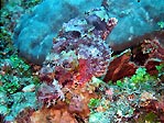 Stonefish Yasawa Islands, Fiji