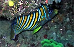 Angelfish - yasawa Islands, Fiji