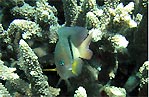 Flinders Reef, Moreton Bay, Australia