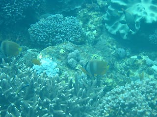 Coral Garden