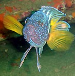 Eastern Blue Devil (<em>Paraplesiops bleekeri</em>)