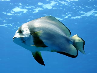 Batfish