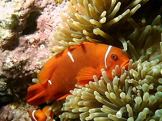 Spinecheek Anemonefish