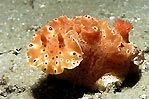 Ceratosoma brevicaudatum