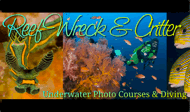 Reef Wreck and Critter Dive Tours logo