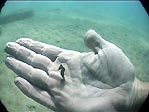 Pygmy Seahorse