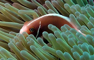 Pink Anemonefish at Wheeler Reef