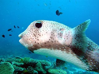 Cute Puffer