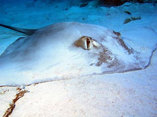 Bullray at Wheeler Reef