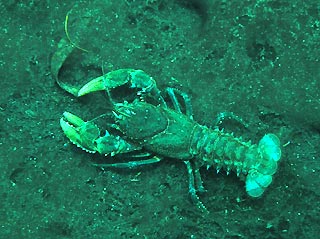 Freshwater Crayfish at Ewen's Ponds