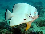 Batfish with Cleaner Wrasse