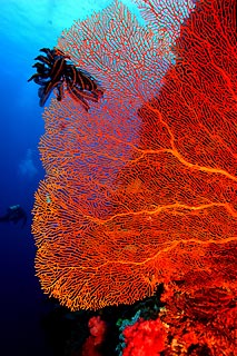 Gorgonian Study