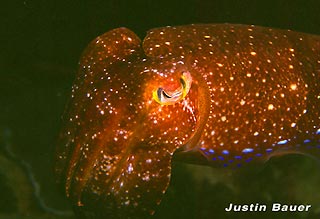 Cuttlefish