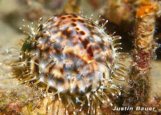 Leopard Cowrie