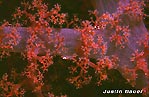 Soft Coral