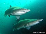 Grey Nurse Sharks at Fish Rock Cave