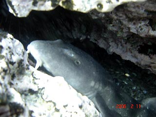 Blind Shark in Sydney