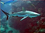 Grey Reefshark, Carcharhinus amblyrhynchos