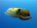 cuttlefish, Sepia species