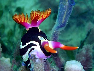 Red-gilled Nembrotha