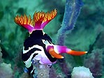 Red-gilled Nembrotha