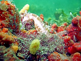 White's Seahorse