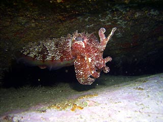 Cuttlefish at South Head