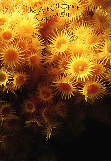 Blooming Zoanthids