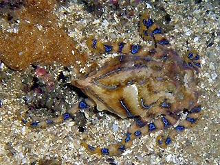 Blue-ring Octopus