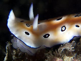 Leopard Nudi (Risbecia tryoni)