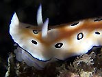 Leopard Nudi (Risbecia tryoni)