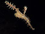 Harlequin Ghost Pipefish (Solenostomus paradoxus)