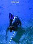 A staff member carrying the bin to attract the sharks, Fiji