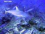 Hard to see the shark with all those other fish around, Fiji