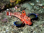 Eastern Spiny Gurnard II