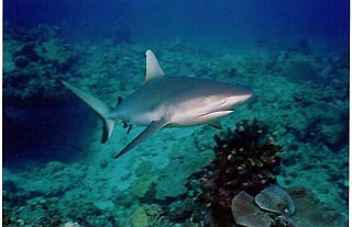 Grey Reef Shark