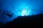 Osprey Reef silhouette