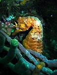 Bicheno Seahorse