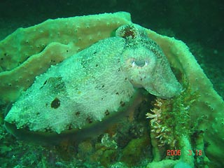 Cuttlefish